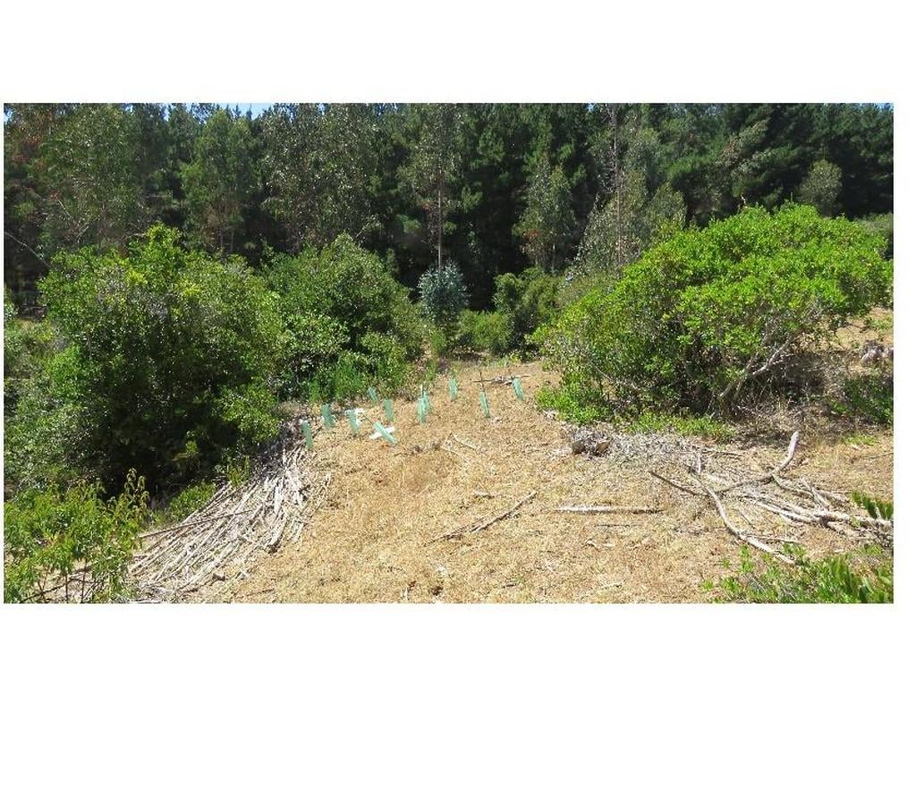 Parcelas en Venta Ñuble Cobquecura - Fotos de VALLE DE PULLAY