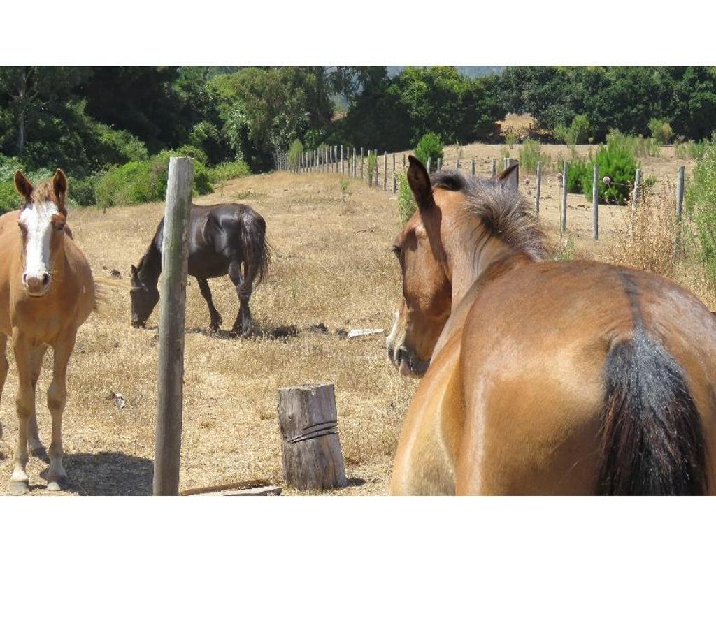 Parcelas en Venta Ñuble Cobquecura - Fotos de VALLE DE PULLAY