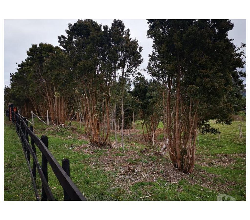 Parcelas en Venta Chiloé Queilén - Fotos de PARCELAS DE 0,5 HT