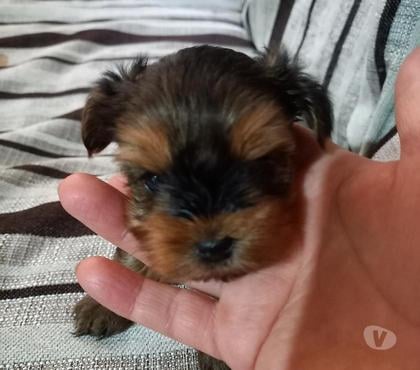 Venta de Mascotas El Bosque Santiago - Fotos de Yorkshire Cachorros mini toy , tienen 2 meses .
