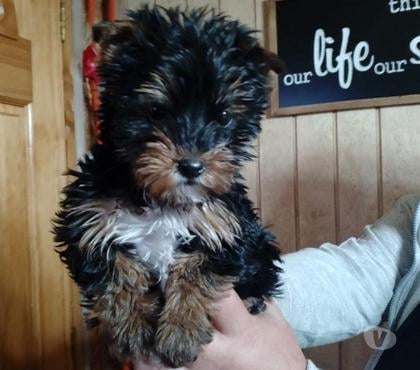 Perros en Venta Puerto Montt Llanquihue - Fotos de Yorkshire chachorrito