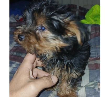 Mascotas en Chile Temuco Cautín - Fotos de Hermoso cachorrito Yorkshire