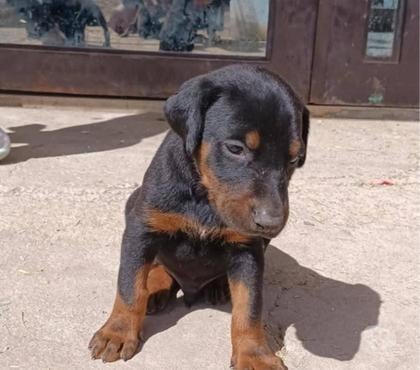 Mascotas en Venta Valdivia Valdivia - Fotos de Cachorros Doberman