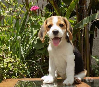 Gatos en Venta Valdivia Valdivia - Fotos de Beagles un mes de nacido