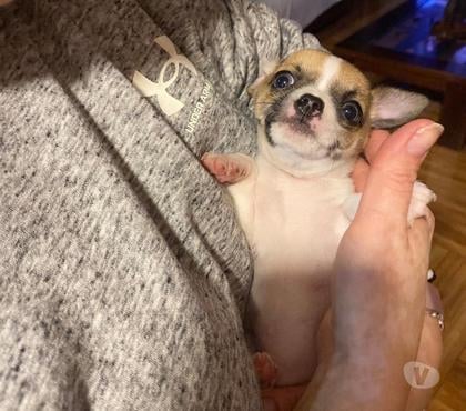 Venta de Mascotas Valdivia Valdivia - Fotos de Lindos chihuahua pequeños
