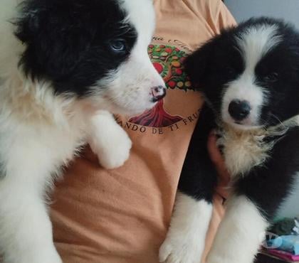 Mascotas en Venta Valdivia Valdivia - Fotos de Border Collie hembras y machos