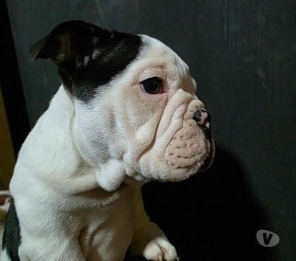 Mascotas en Chile Rengo Cachapoal - Fotos de Cachorros Bulldog Inglés