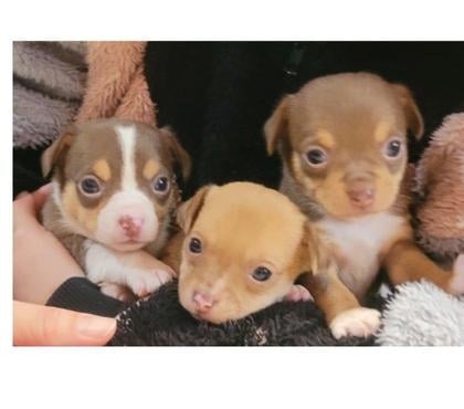 Mascotas en Venta Paine Maipo - Fotos de Cachorritas chihuahua