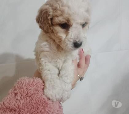 Venta de Mascotas Estación Central Santiago - Fotos de Lindos podle desparasitados