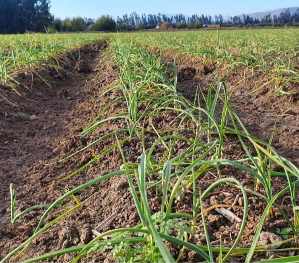 Parcelas en Venta Melipilla Melipilla - Fotos de Melipilla, Parcela agrícola 13,74 Hás.