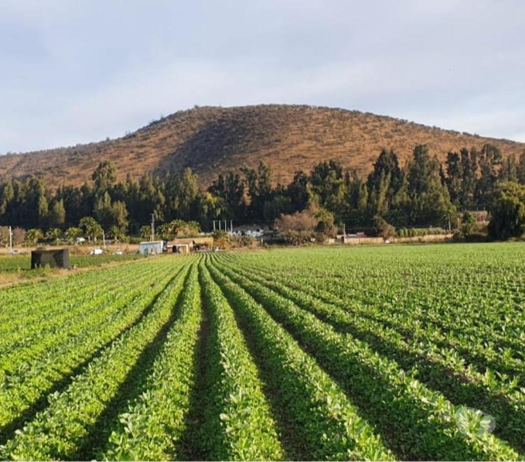 Parcelas en Venta Melipilla Melipilla - Fotos de Melipilla, Parcela agrícola 13,74 Hás.