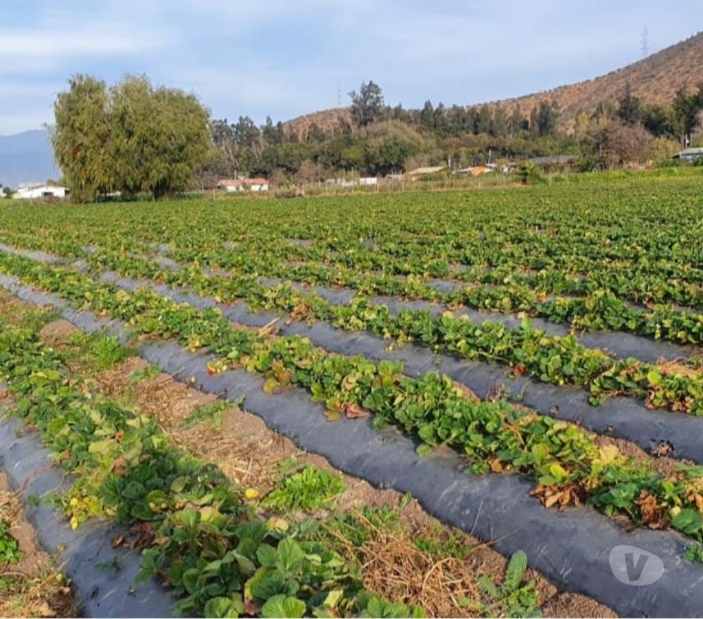 Parcelas en Venta Melipilla Melipilla - Fotos de Melipilla, Parcela agrícola 13,74 Hás.