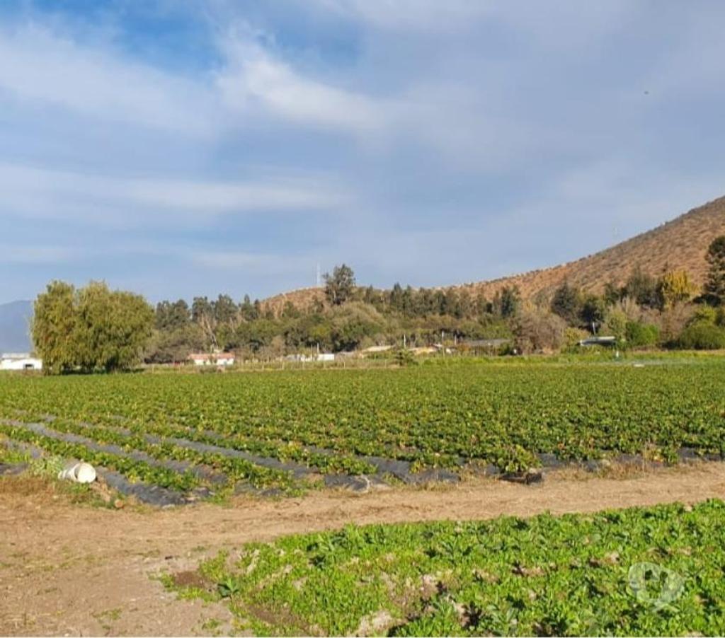 Parcelas en Venta Melipilla Melipilla - Fotos de Melipilla, Parcela agrícola 13,74 Hás.