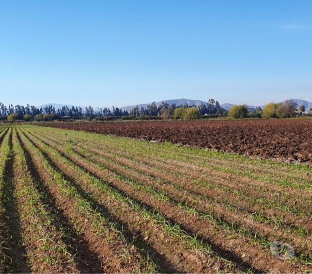 Parcelas en Venta Melipilla Melipilla - Fotos de Melipilla, Parcela agrícola 13,74 Hás.