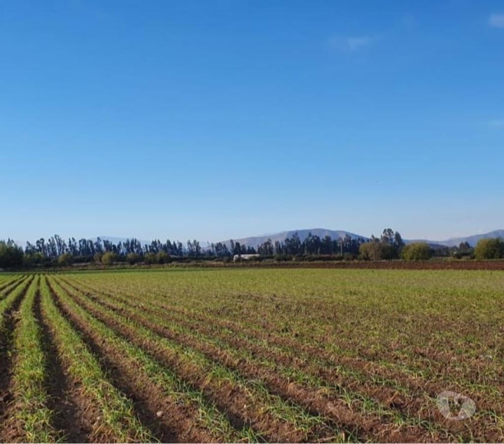 Parcelas en Venta Melipilla Melipilla - Fotos de Melipilla, Parcela agrícola 13,74 Hás.