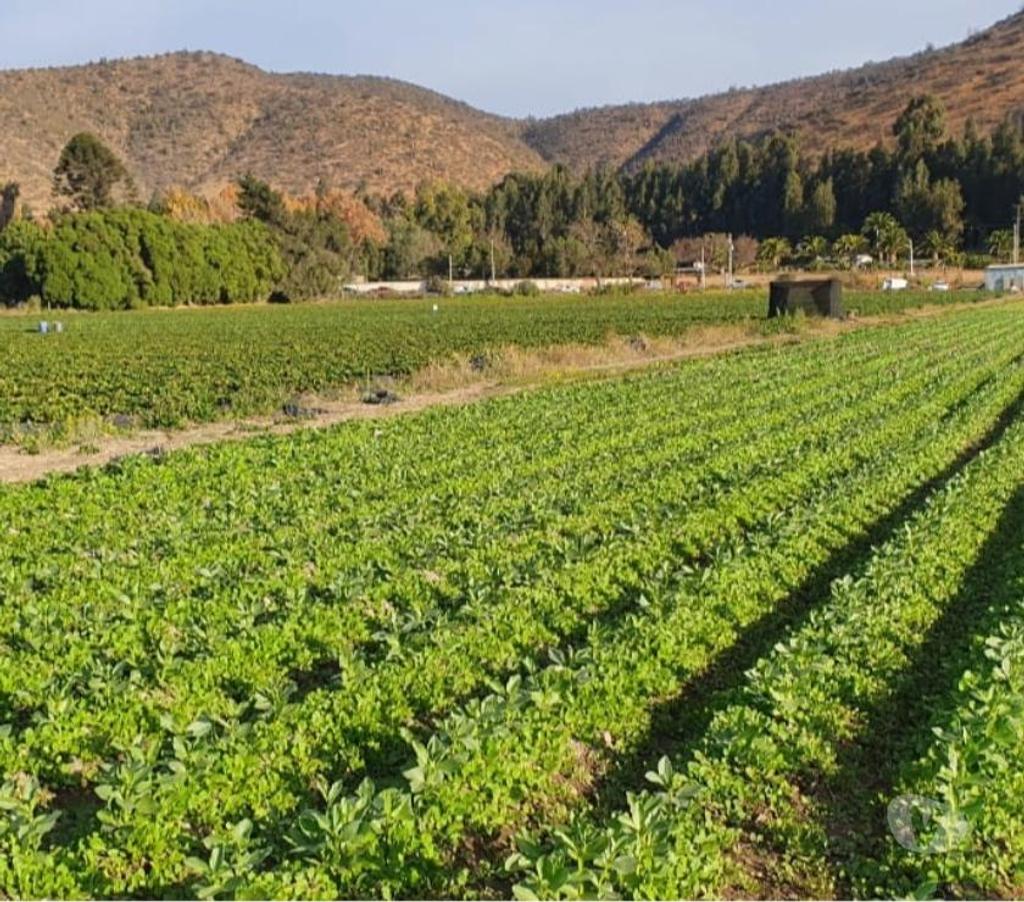 Parcelas en Venta Melipilla Melipilla - Fotos de Melipilla, Parcela agrícola 13,74 Hás.
