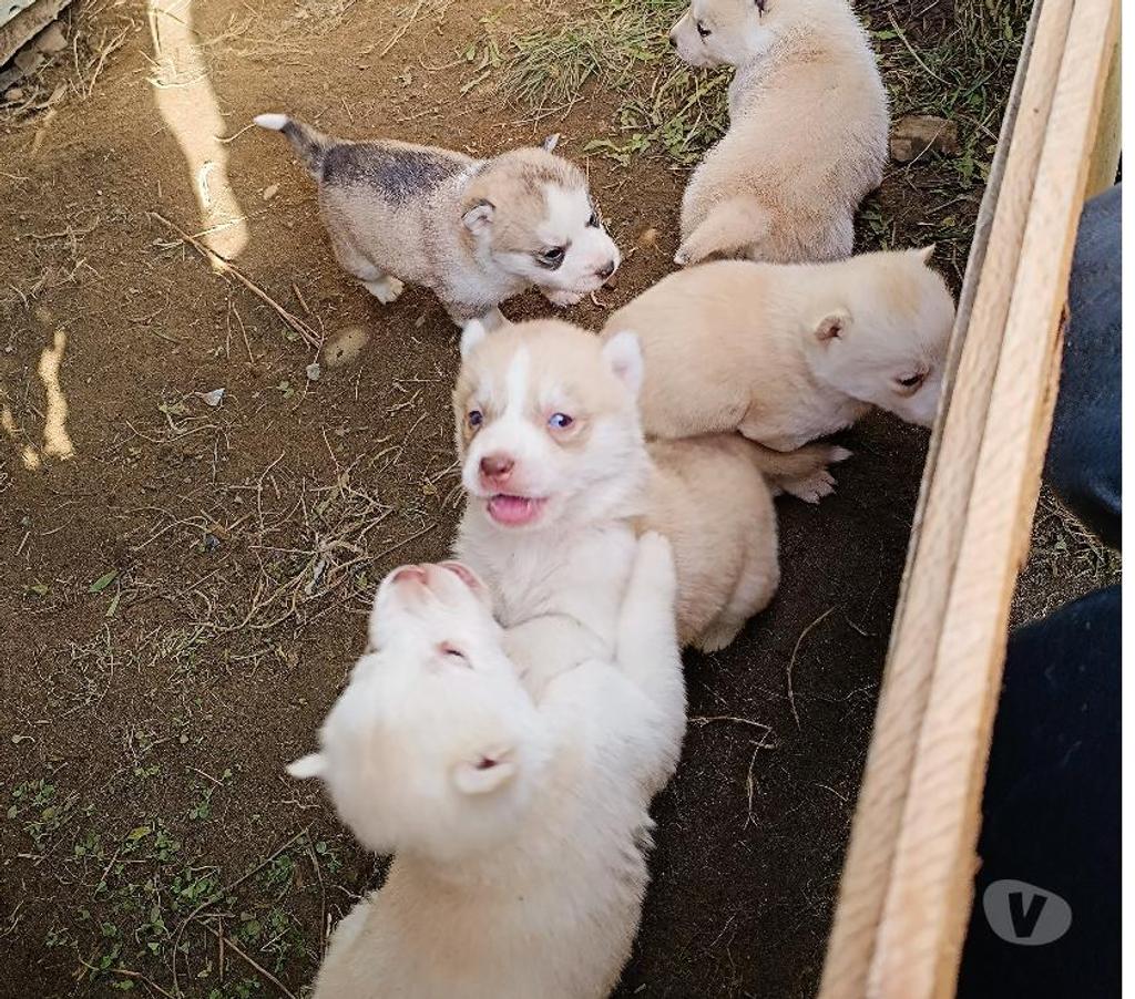 Gatos en Venta Llanquihue Maullí - Fotos de Cachorros Husky siberiano