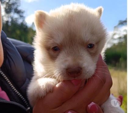 Venta de Mascotas Maullí Llanquihue - Fotos de Cachorros Husky siberiano