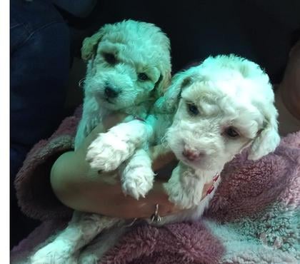 Venta de Mascotas Independencia Santiago - Fotos de Bellos podle desparasitados