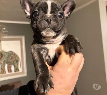 Gatos en Venta Antofagasta Antofagasta - Fotos de Bulldog francés