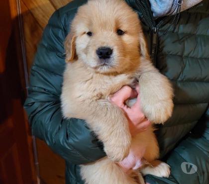 Venta de Mascotas Antofagasta Antofagasta - Fotos de Cachorros golden retriever