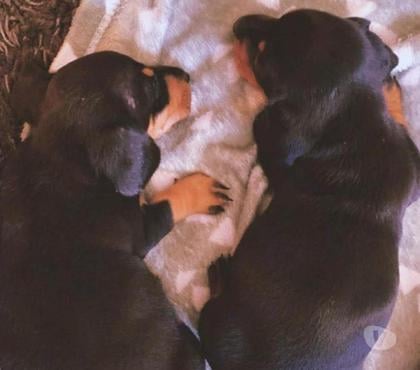 Mascotas en Venta Cerrillos Santiago - Fotos de Cachorros salchicha