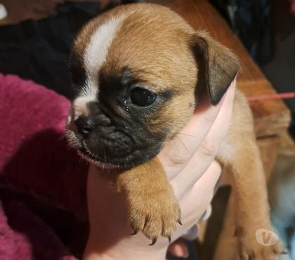 Gatos en Venta Teno Curicó - Fotos de Cachorras bulldog ingles