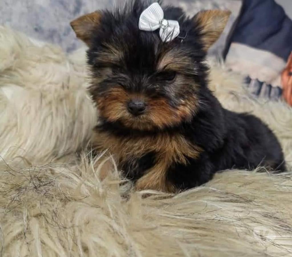 Gatos en Venta Santiago La Reina - Fotos de Cachorros Yorkshire mini toy 929232753