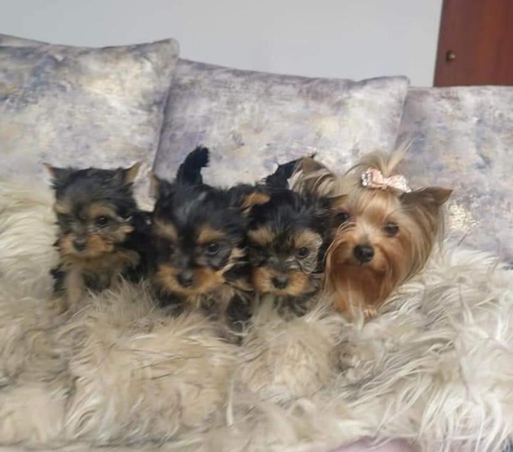 Gatos en Venta Santiago La Reina - Fotos de Cachorros Yorkshire mini toy 929232753