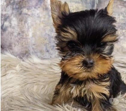 Gatos en Venta La Reina Santiago - Fotos de Cachorros Yorkshire mini toy 929232753