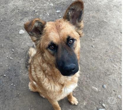 Adopción ed Animales Chillán Ñuble - Fotos de Mascota en adopción responsable