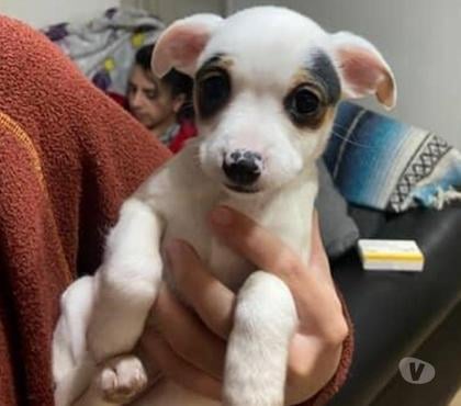 Mascotas en Venta Cerrillos Santiago - Fotos de Fox terrier chileno
