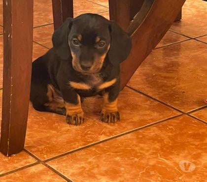 Venta de Mascotas Cerrillos Santiago - Fotos de Salchichas (daschund pelo corto)