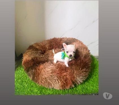 Mascotas en Chile La Cisterna Santiago - Fotos de Hermosos Chihuahua Machito y Hembrita blanquitos