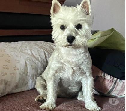 Adopción ed Animales Lampa Chacabuco - Fotos de En adopción responsable Hembra westy de 2 años