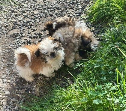 Perros en Venta Cerrillos Santiago - Fotos de cachorros shih tzu 2 MESES