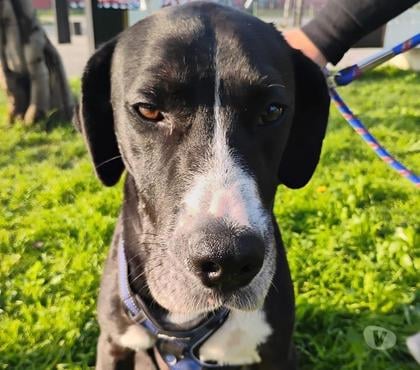 Adopción de Gatos La Reina Santiago - Fotos de GIUSEPPE, mezcla Perro de Punta Español, un bombón