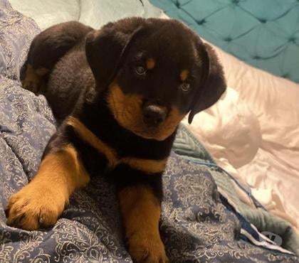Gatos en Venta Santiago Santiago - Fotos de Cachorros rottweiler