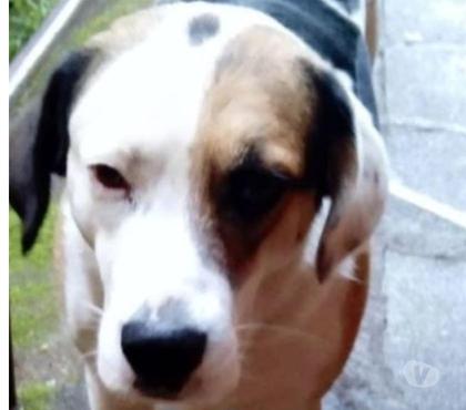 Adopción ed Animales Temuco Cautín - Fotos de Perro busca hogar