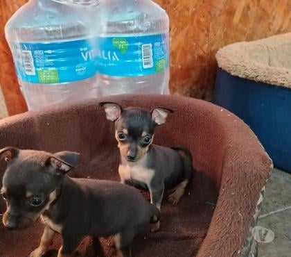 Mascotas en Venta Santiago Santiago - Fotos de Pincher miniatura