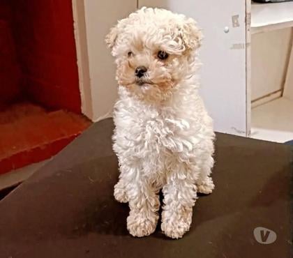 Gatos en Venta Santiago Santiago - Fotos de Maravilloso poodle toys