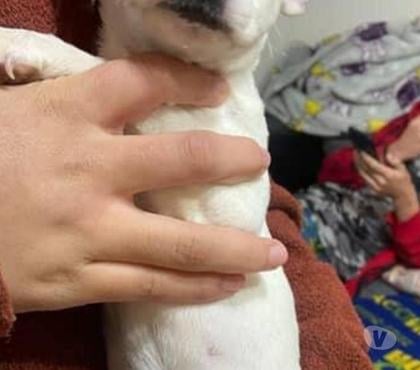 Perros en Venta Cerrillos Santiago - Fotos de Fox terrier hermosas cachorritas