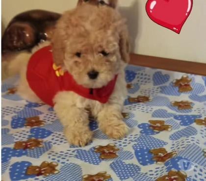Mascotas en Chile Villa Alemana Valparaíso - Fotos de Bellísimos cachorritos Poodle