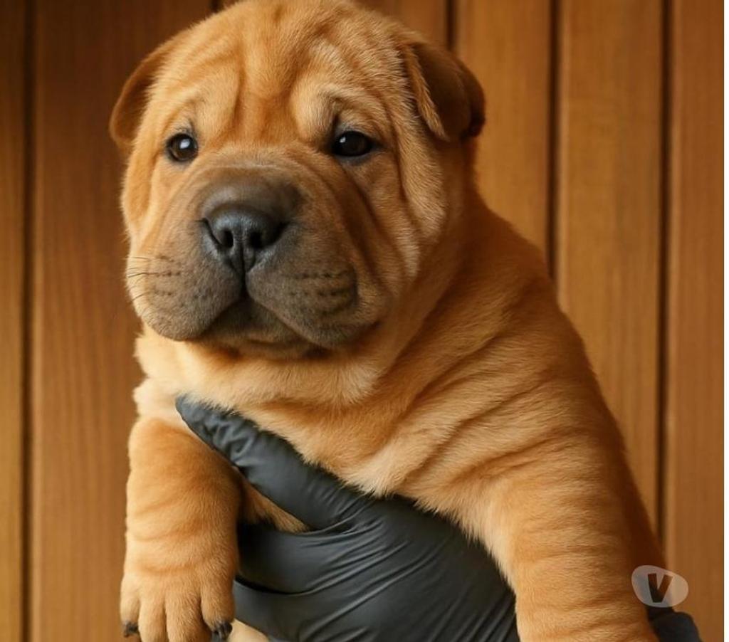 Gatos en Venta Llanquihue Puerto Montt - Fotos de Hermosos cachorros Shar pei
