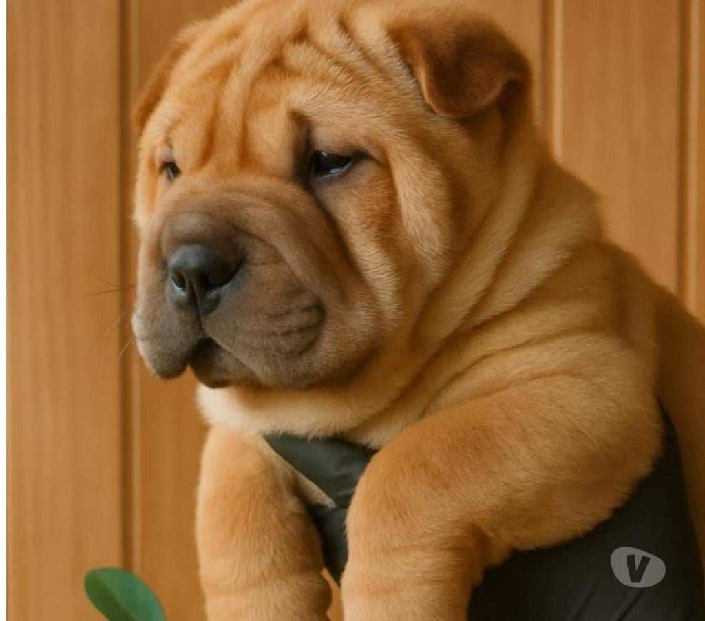 Gatos en Venta Llanquihue Puerto Montt - Fotos de Hermosos cachorros Shar pei