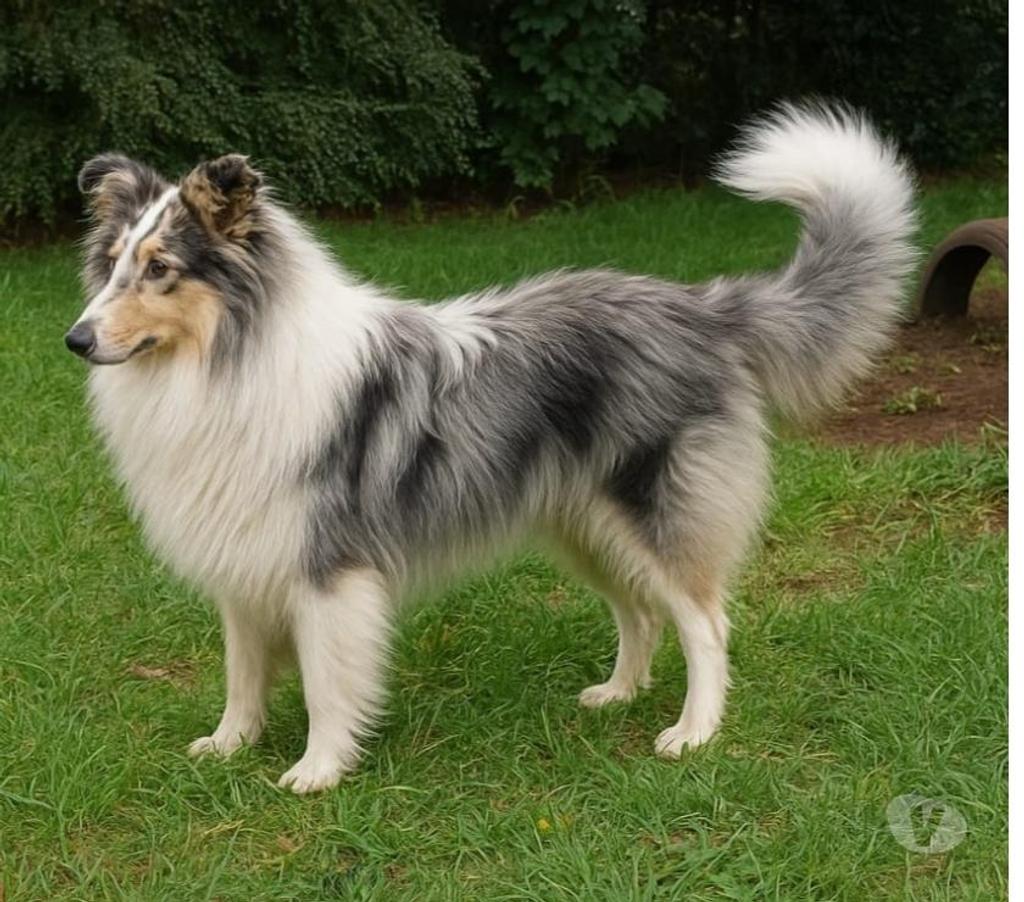 Gatos en Venta Llanquihue Llanquihue - Fotos de Hermosos Rough Collie