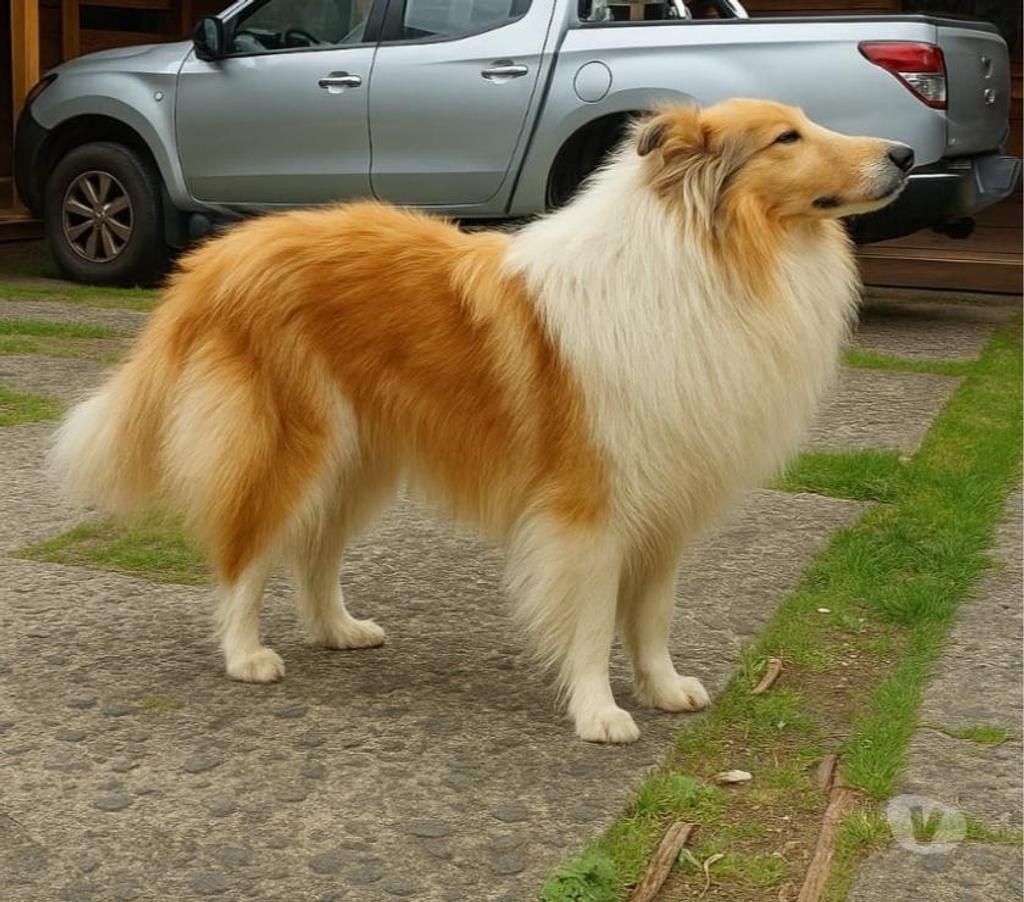 Gatos en Venta Llanquihue Llanquihue - Fotos de Hermosos Rough Collie