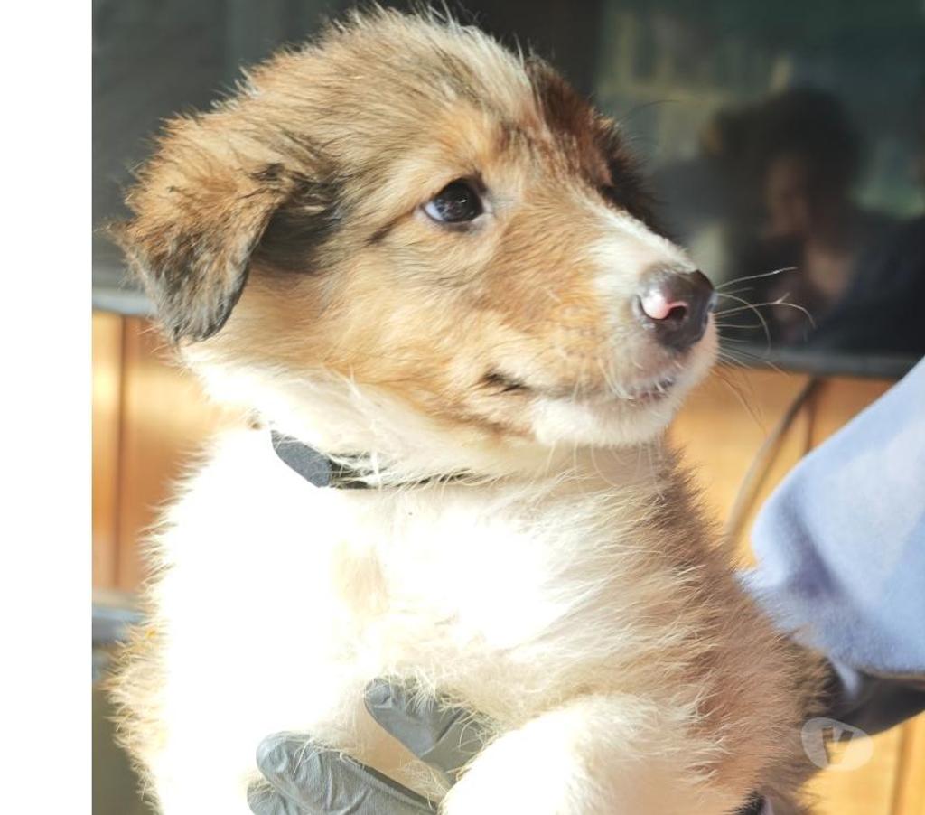 Gatos en Venta Llanquihue Llanquihue - Fotos de Hermosos Rough Collie