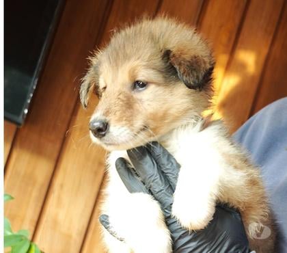 Perros en Venta Llanquihue Llanquihue - Fotos de Hermosos Rough Collie