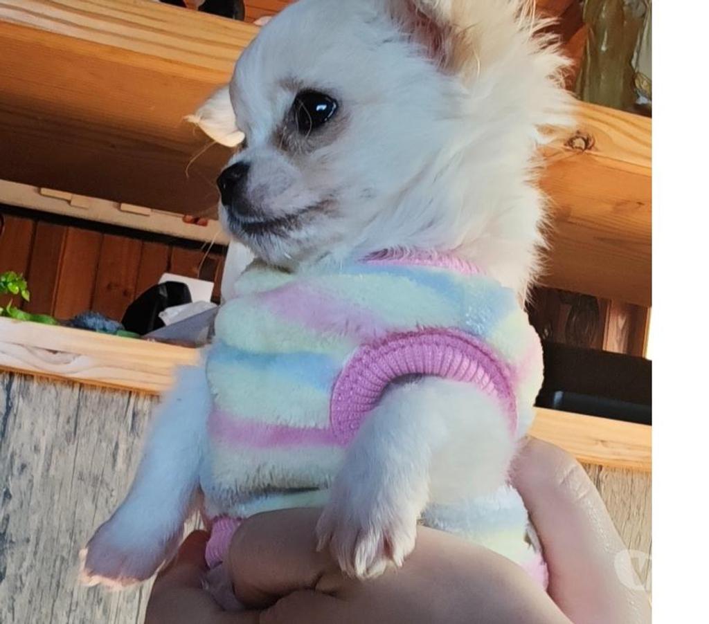 Gatos en Venta Llanquihue Puerto Montt - Fotos de Cachorros Chihuahua pelo largo